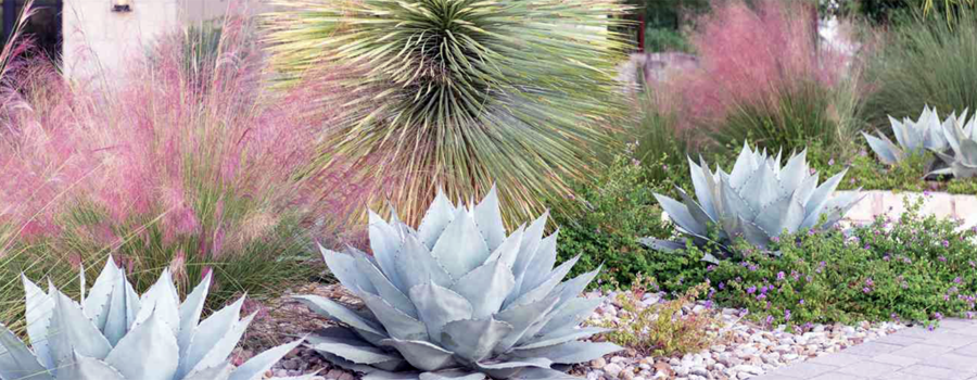 Succulents including Pink Muhley grass